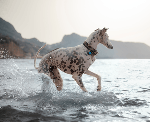 greyhound bathing in the sea