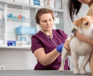 female veterinarian caring for a puppy