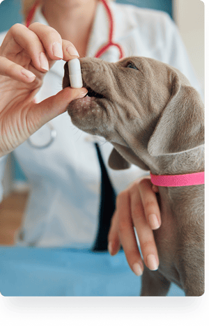 veterinarian with a dog