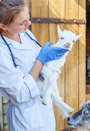 veterinarian hugging a goat