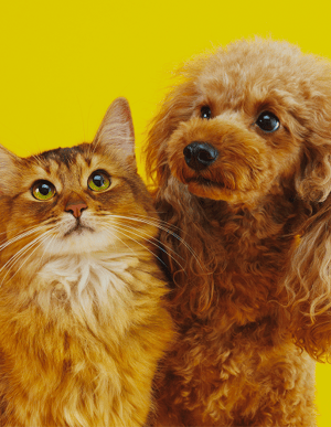 caniche and cat