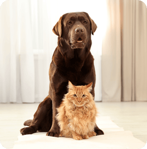 cat and dog