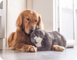 dog and cat hugging