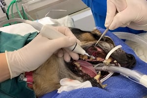 split_image_4
