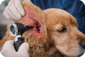 Otoscopy