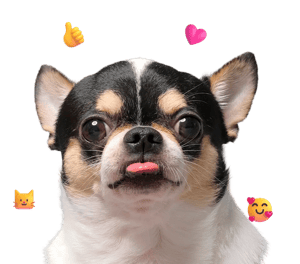 male-chihuahua-social