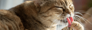 cat_management