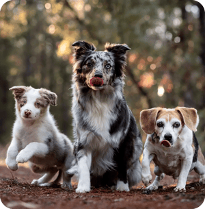 Cães felizes que demonstram uma mobilidade saudável com Dasuquin