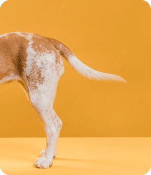 Suporte para articulações e ancas de cães com Dasuquin