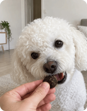 Hand offering a treat to a fluffy white curly-coated dog
