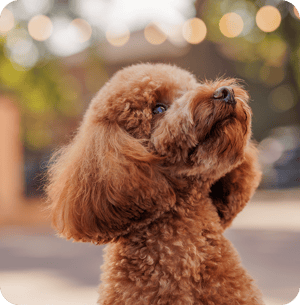 caniche dog