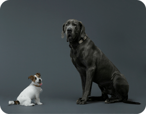image small and big dog