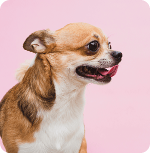chihuahua dog