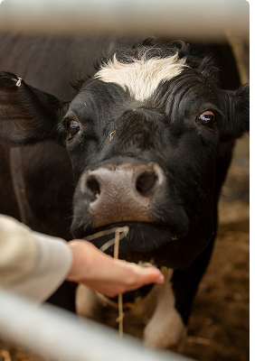 feeding a cow